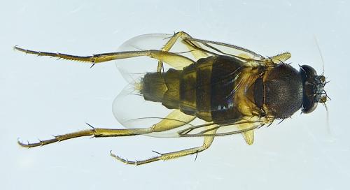 Réf. 274 896 : Dohrniphora cornuta